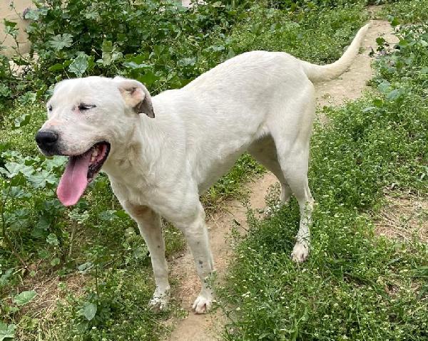 Cubra cagnolona incrocio dogo Foto 2